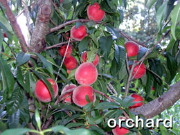 click for images of the orchard